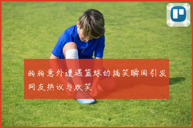 狗狗意外遭遇篮球的搞笑瞬间引发网友热议与欢笑